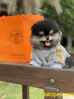 Irk Belgeli Teddy Bear Pomeranian Boo Ayı Surat 4