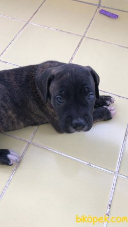 IRK GARANTİ DİŞİ CANE CORSO UCUZ 1