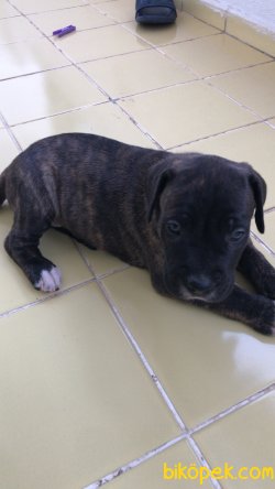 IRK GARANTİ DİŞİ CANE CORSO UCUZ 2