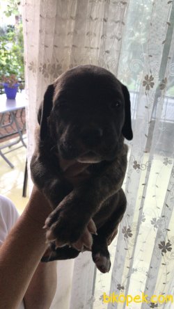 IRK GARANTİ DİŞİ CANE CORSO UCUZ 3