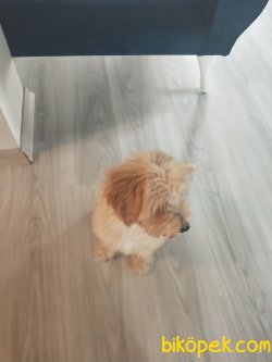 Irk Garantili 3 Aylik Yavru Toy Poodle 3