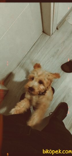 Irk Garantili 3 Aylik Yavru Toy Poodle 2