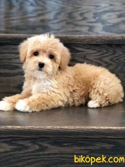 Irk Garantili 3 Aylik Yavru Toy Poodle 1