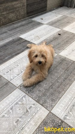 Irk Garantili 3 Aylik Yavru Toy Poodle 5