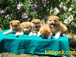 Irk Garantili Akita Unı Yavrularımız 4