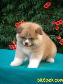 Irk Garantili Akita Unı Yavrularımız 2