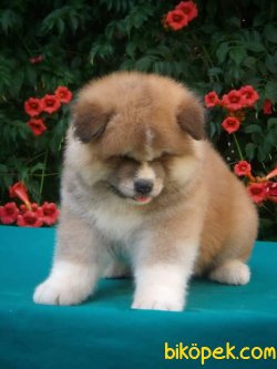 Irk Garantili Akita Unı Yavrularımız 3
