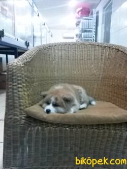 Irk Garantili Akita Yavrularımız 3
