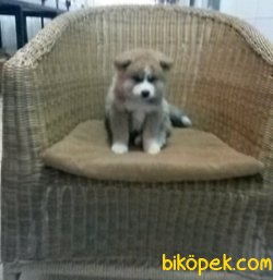 Irk Garantili Akita Yavrularımız 1