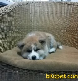 Irk Garantili Akita Yavrularımız 2
