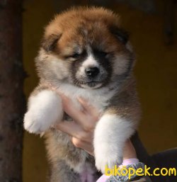 Irk Garantili Akita Yavrularımız 2
