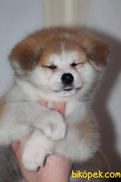 Irk Garantili Akita Yavrularımız 3