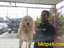 A Kalite Alabay Yavrularımız 3
