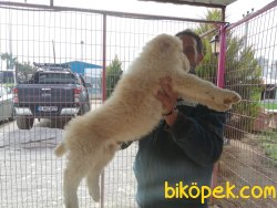 A Kalite Alabay Yavrularımız 1