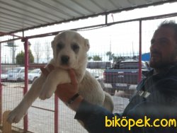 A Kalite Alabay Yavrularımız 2