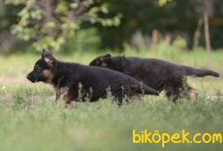 Irk Garantili Alman Çoban Köpegi 3