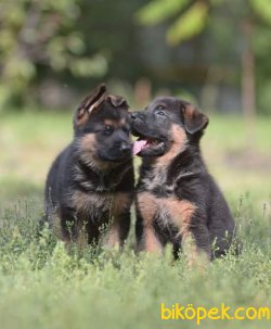 Irk Garantili Alman Çoban Köpegi 2