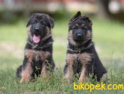 Irk Garantili Alman Çoban Köpegi 1