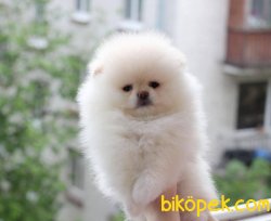 IRK GARANTİLİ AYI SURAT  MİNİ POMERANİAN BOO TEDDY BEAR 1