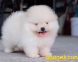 IRK GARANTİLİ AYI SURAT  MİNİ POMERANİAN BOO TEDDY BEAR 3