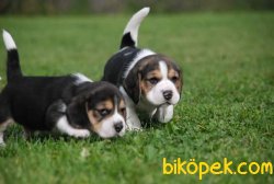 Irk Garantili Beagle Yavrularımız 2