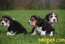 Irk Garantili Beagle Yavrularımız 1