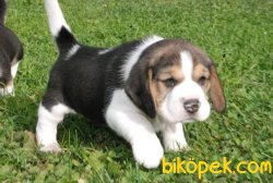 Irk Garantili Beagle Yavrularımız 3