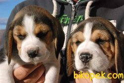 Irk Garantili Beagle Yavrularımız 2