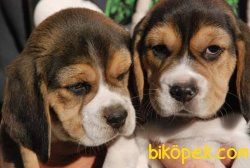 Irk Garantili Beagle Yavrularımız 3