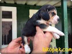 Irk Garantili Beagle Yavrularımız 4