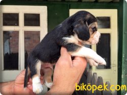 Irk Garantili Beagle Yavrularımız 2