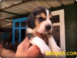 Irk Garantili Beagle Yavrularımız 3