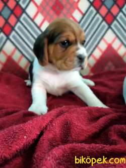 Irk Garantili Beagle Yavrularımız 5