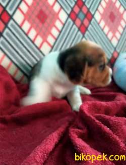 Irk Garantili Beagle Yavrularımız 3