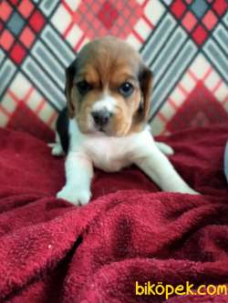 Irk Garantili Beagle Yavrularımız 1