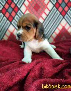 Irk Garantili Beagle Yavrularımız 4