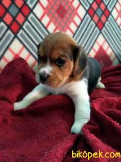 Irk Garantili Beagle Yavrularımız 2