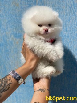 Irk Garantili Boo Pomeranian Yavrularımız Secereli 4