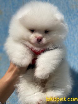 Irk Garantili Boo Pomeranian Yavrularımız Secereli 5