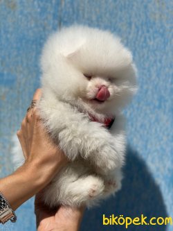 Irk Garantili Boo Pomeranian Yavrularımız Secereli 2
