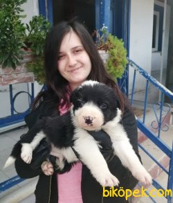 Irk Garantili Border Collie Yavrularımız 3