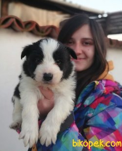 Irk Garantili Border Collie Yavrularımız 1