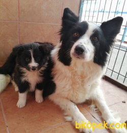 Irk Garantili Border Collie Yavrularımız 4