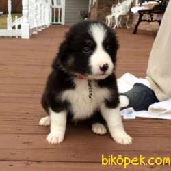 Irk Garantili Border Collie Yavrularımız 1