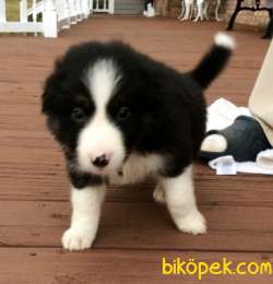 Irk Garantili Border Collie Yavrularımız 2