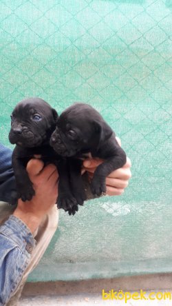 Irk Garantili Cacorsa Yavrularımız 3