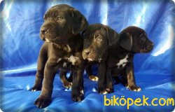 Irk Garantili Cane Corsa 3