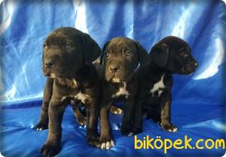Irk Garantili Cane Corsa 1