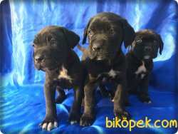Irk Garantili Cane Corsa 5