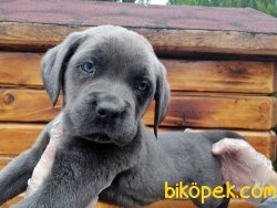 Irk Garantili Cane Corsa Yavrularımız 1